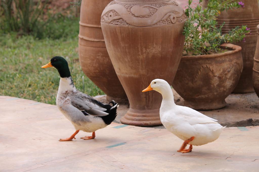 Ecolodge Bab El Oued Maroc Oasis Agdz Dış mekan fotoğraf