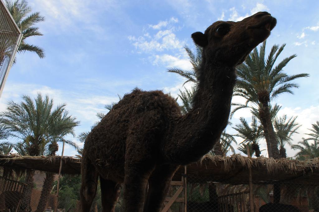 Ecolodge Bab El Oued Maroc Oasis Agdz Dış mekan fotoğraf