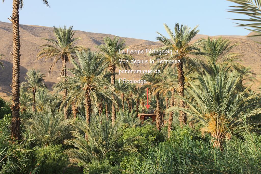 Ecolodge Bab El Oued Maroc Oasis Agdz Dış mekan fotoğraf
